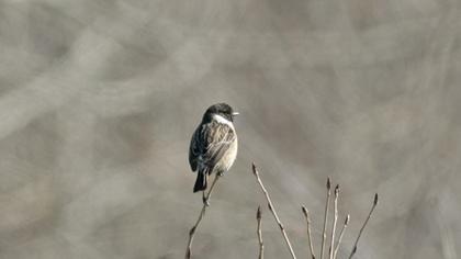 European Stonechat