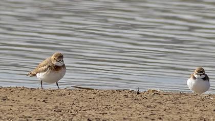 Greater Sand Plover