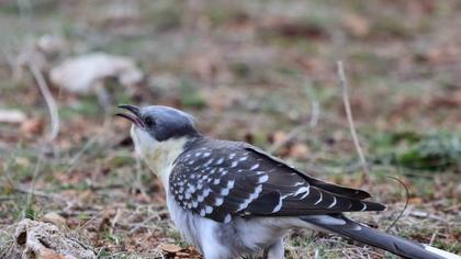 Great Spotted Cuckoo