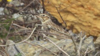Woodlark