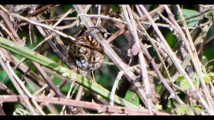 Dunnock