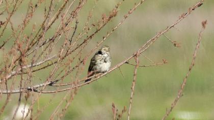 Tree Pipit