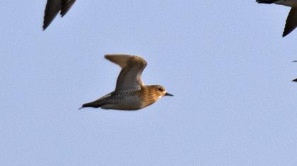 European Golden Plover
