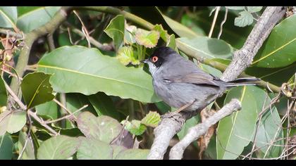Sardinian Warbler