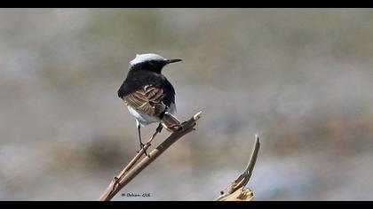 Hooded Wheatear