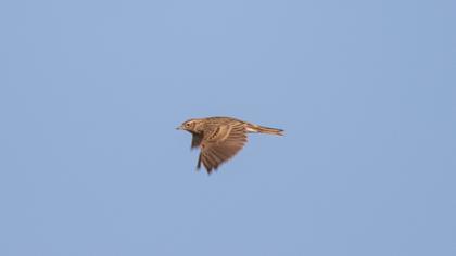 Eurasian Skylark