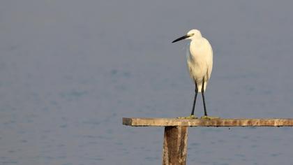 Little Egret