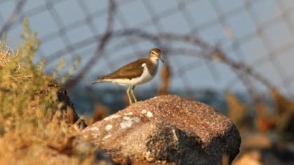 Common Sandpiper