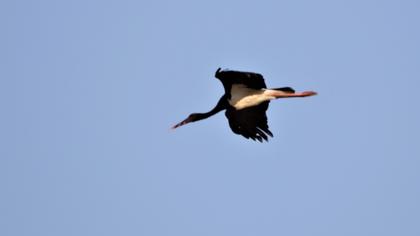 Black Stork