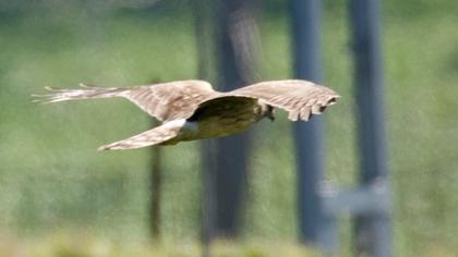 Hen Harrier