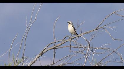 Northern Wheatear