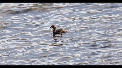 Little Grebe