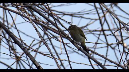 Common Chiffchaff
