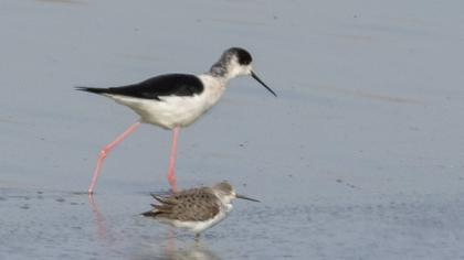 Black-winged Stilt