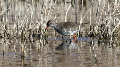 Common Redshank