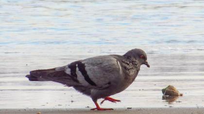 Rock Dove