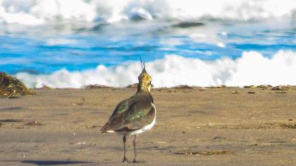 Northern Lapwing