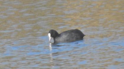 Eurasian Coot