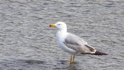 Yellow-legged Gull