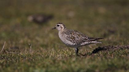 European Golden Plover