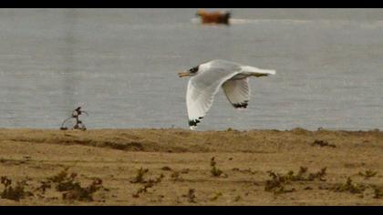 Pallas`s Gull