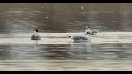 Pallas`s Gull