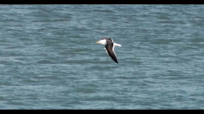 Lesser Black-backed Gull