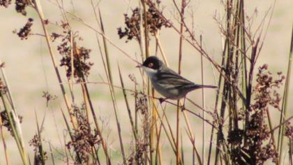 Sardinian Warbler