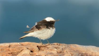 Hooded Wheatear