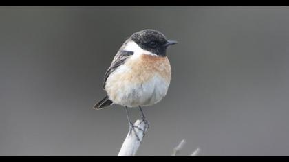 European Stonechat