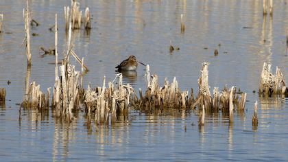 Common Snipe