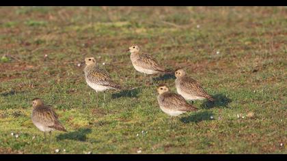 European Golden Plover