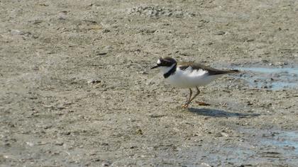 Little Ringed Plover