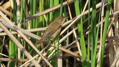 Savi`s Warbler