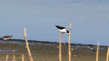 Black-winged Stilt