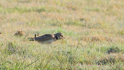 Calandra Lark