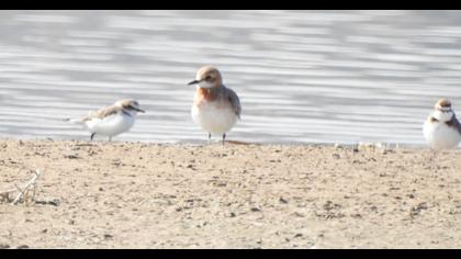 Greater Sand Plover