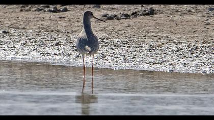Spotted Redshank