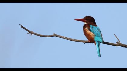 White-throated Kingfisher