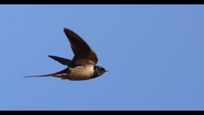 Barn Swallow