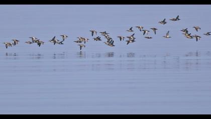 Garganey