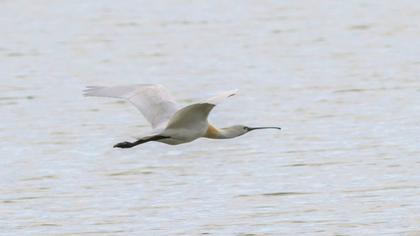 Eurasian Spoonbill