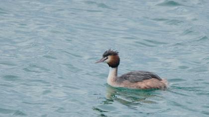 Great Crested Grebe