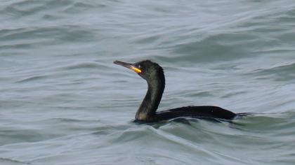 European Shag