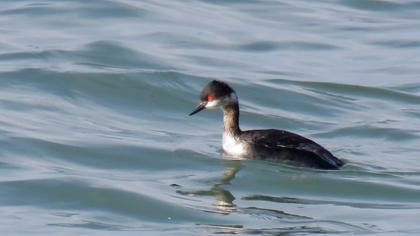 Karaboyunlu batağan