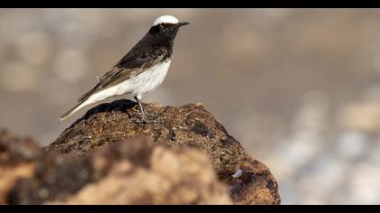Hooded Wheatear