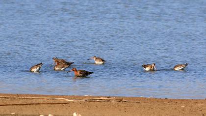 Black-tailed Godwit