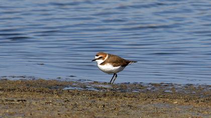 Kentish Plover