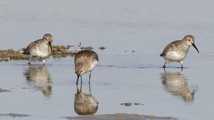 Karakarınlı kumkuşu
