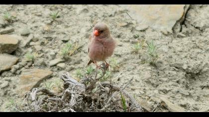 Trumpeter Finch